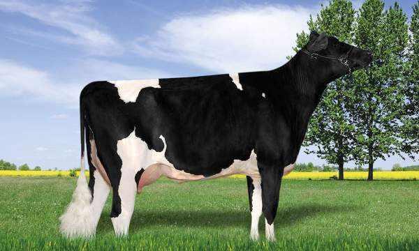 Dekkerdairy Exacter Miranda - Irmã Paterna