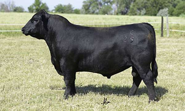 BALDRIDGE COLONEL C251 - PAI
