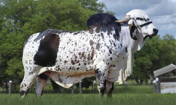 C.A. Sansão - Pai